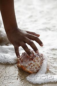 PictureIndia - close up of hand picking up sea shell on the sand
