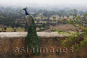 Asia Images Group - peacock on ledge