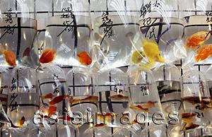 Asia Images Group - Different colored fish in plastic bags