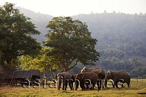 Asia Images Group - Thailand,Golden Triangle,Chiang Mai,Elephants