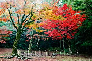 Asia Images Group - Deer eating grass with trees with Autumn leaves in background. Japan