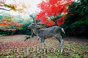 Asia Images Group - Deers in front of  trees with red leaves. Miyajima Island, Omoto Park. Japan