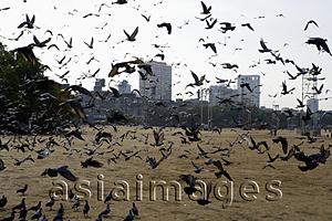 Asia Images Group - Birds flying on a beach in Mumbai, India