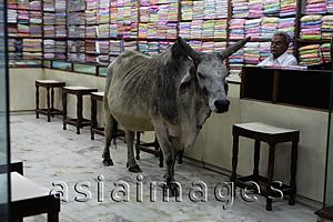 Asia Images Group - A bull in a textile shop, India