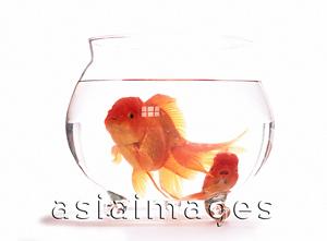Asia Images Group - Two goldfish in glass bowl, white background.