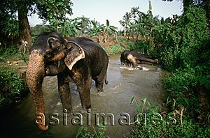 Asia Images Group - Sri Lanka, Elephants bathing in river