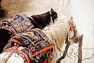 Asia Images Group - Nepal, Mustang, Tethered horses with Tibetan horse rug saddles.