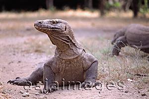 Asia Images Group - Indonesia, Komodo Island, Close-up of  Komodo dragon