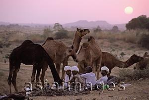 Asia Images Group - India, Rajasthan, Pushkar, Traders and their camels settle down for the night.