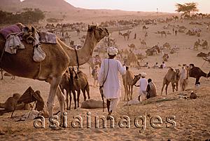 Asia Images Group - India, Rajasthan, Pushkar, General activity at the camel fair.
