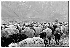 Asia Images Group - India, Northern India, Srinagar-Leh Road, Lamayuru Village, Boy shepherding sheep.