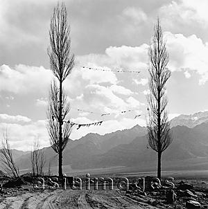 Asia Images Group - India, Ladakh, Leh, Prayer flags tied in between two trees, mountains at background.