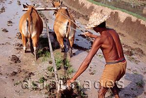 Asia Images Group - Indonesia, Bali, Ubud, Balinese man ploughing rice padi. (grainy)