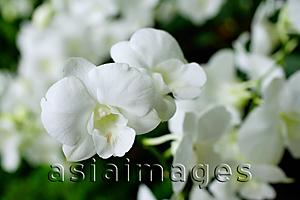 Asia Images Group - Close up of white Orchid flowers