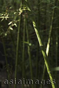 Asia Images Group - Green bamboo forest, Beijing, China