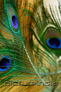 PictureIndia - Close-up of peacock feathers