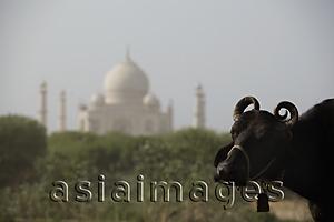 Asia Images Group - Closeup of a cow with the Taj Mahal in the background. Agra, India